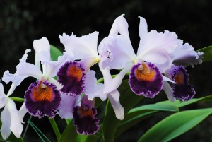 purpleorchidsoriginal